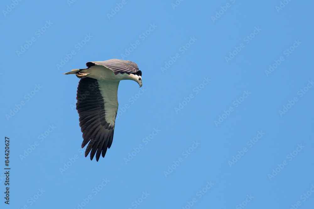 White-bellied Sea Eagle flying on blue sky