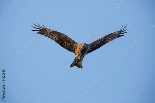 Black Kite flying in blue sky