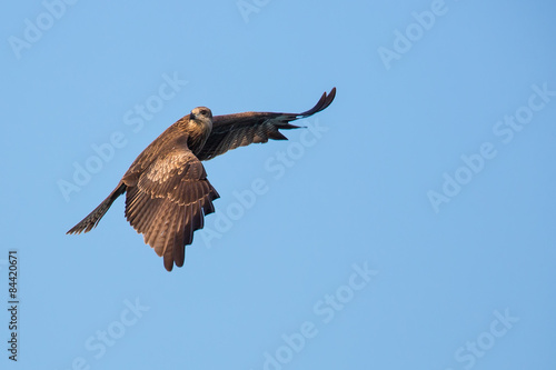 Black Kite flying in blue sky