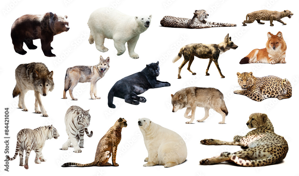 Obraz premium Set of predators. Isolated over white