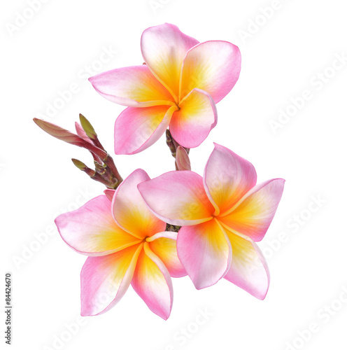 Wallpaper Mural Tropical flowers frangipani (plumeria) isolated on white backgro Torontodigital.ca