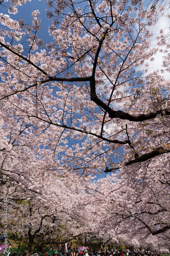 桜が満開の上野公園 桜が満開の上野公園