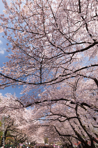 桜が満開の上野公園