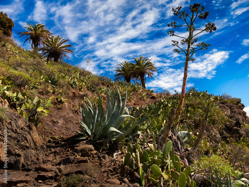 Fototapeta premium La Gomera wandern