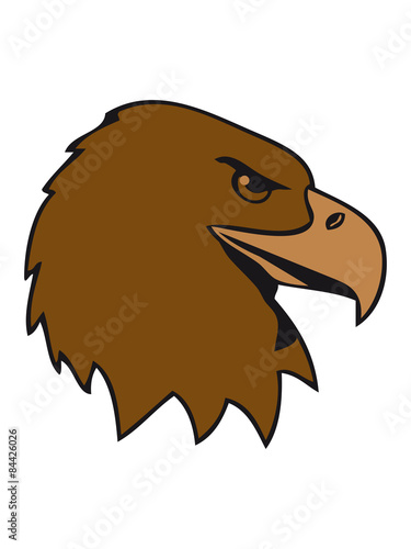 Eagle bird of prey Eagle head