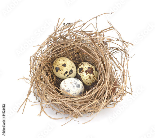 bird's nest and eggs  isolated on white