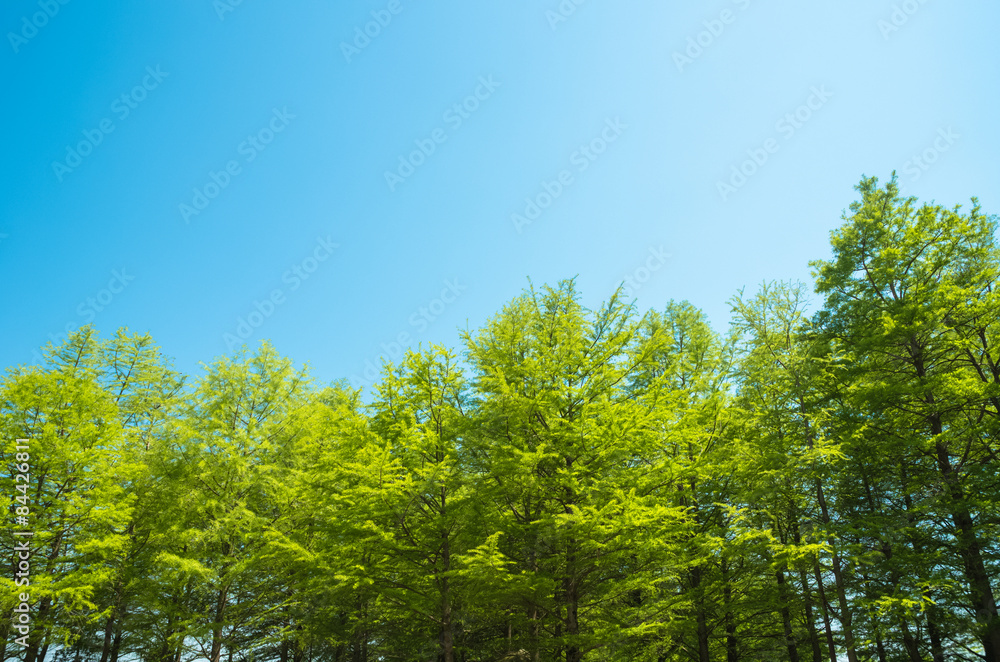Fototapeta premium bald cypress