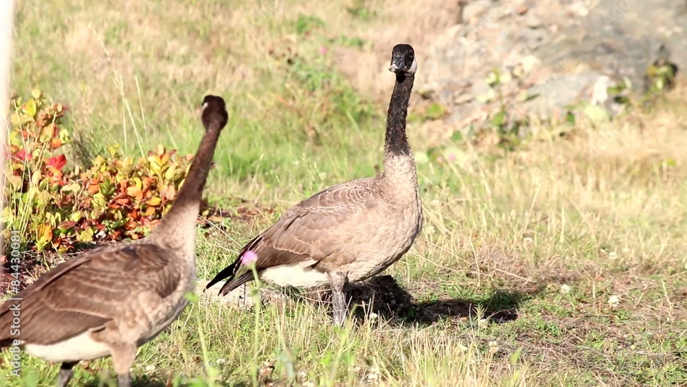 Group of wild Canadian Geese in grass eating Group of wild Canadian Geese in grass eating