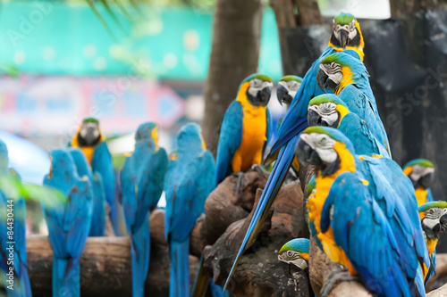 parrot
