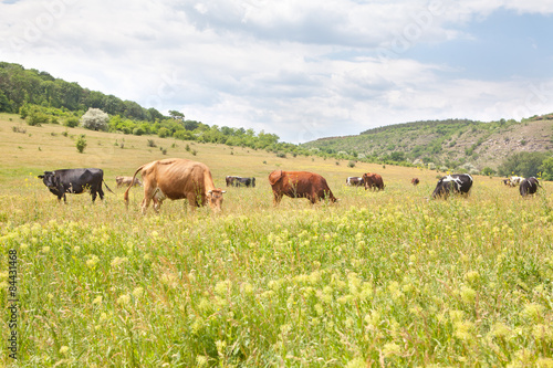 Fototapeta Naklejka Na Ścianę i Meble -  landscape with cows