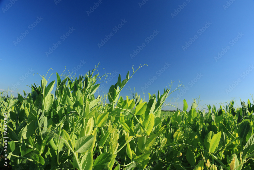 Obraz premium Rural landscape with fresh green soy field. Soybean field