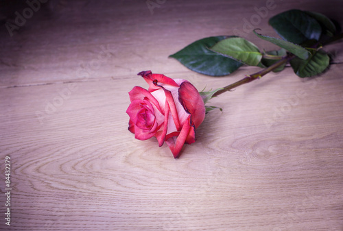 Fototapeta Naklejka Na Ścianę i Meble -  Beautiful rose on wooden background