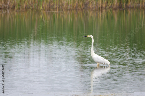 Great white egret on a lake with nice reflections
