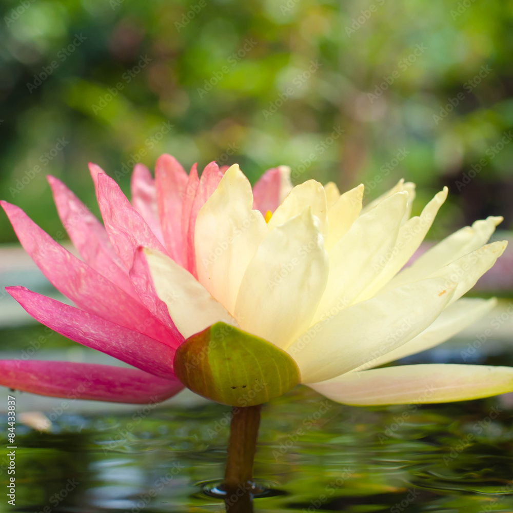 Fototapeta premium Lotus mutant with two colors in a single flower