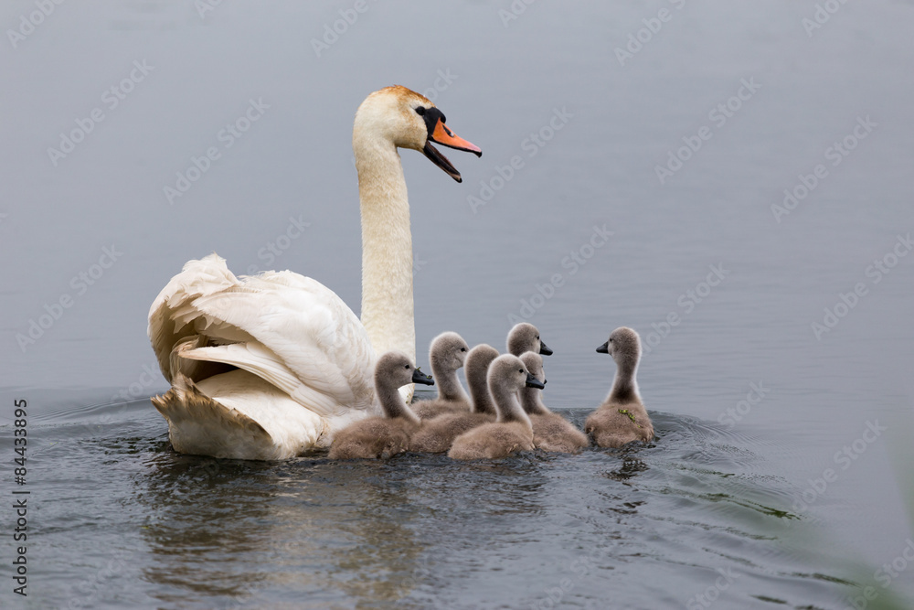 Swan mother with its chicks. Alerting about the danger of birdwatcher in the bush. Swan mother with its chicks. Alerting about the danger of birdwatcher in the bush.