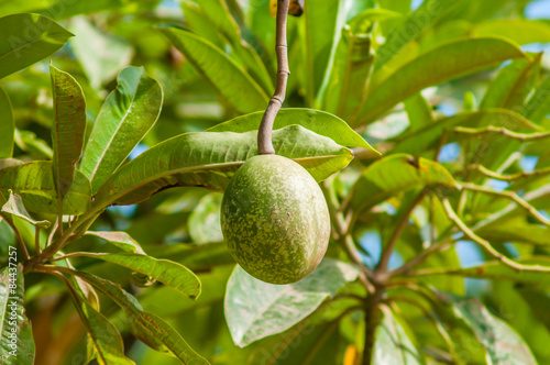 Fruit of a Calabash Tree