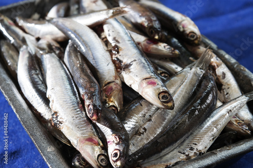 fresh anchovies of the mediterranean