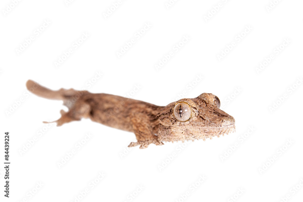 Obraz premium Leaf-toed gecko, unknow uroplatus, on white