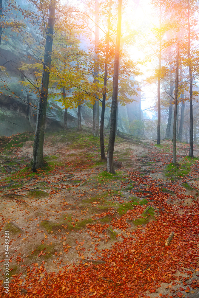 Autumn forest in the mountains