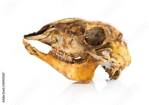 Rabbit skull