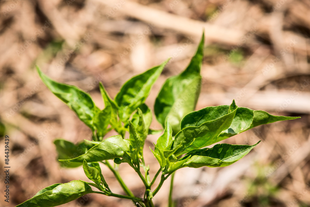 wild chili - capsicum chacoense South America wild chili - capsicum chacoense South America