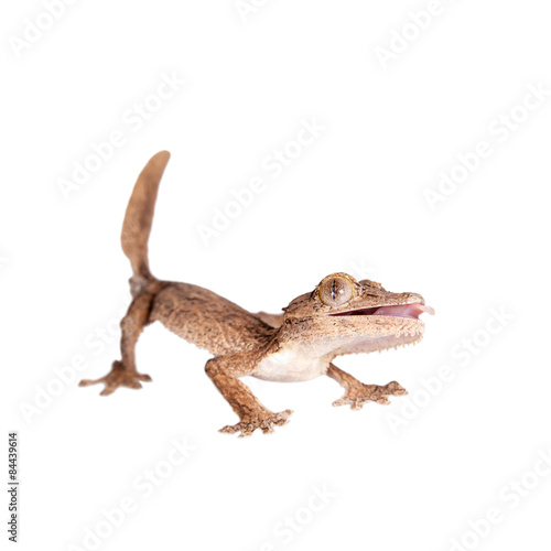 Leaf-toed gecko  unknow uroplatus  on white