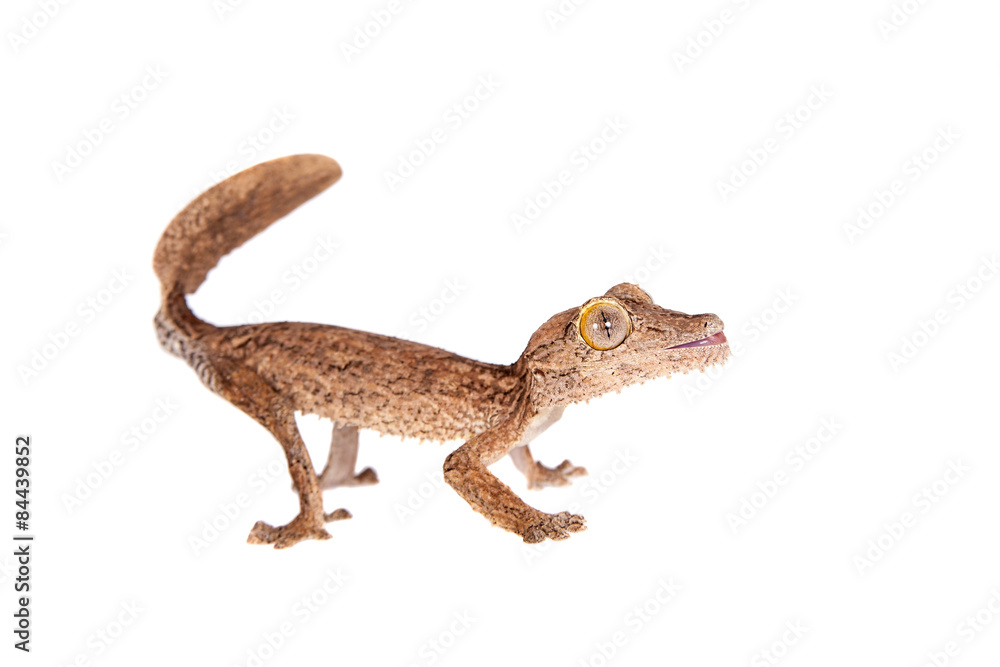 Fototapeta premium Leaf-toed gecko, unknow uroplatus, on white
