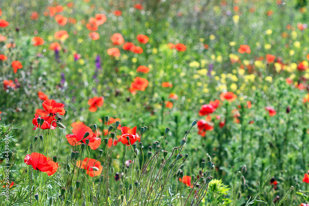 poppy flowers meadow summer season