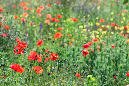 poppy flowers meadow summer season © goce risteski