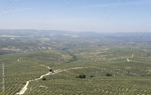 Campo de olivos - Jaén photo