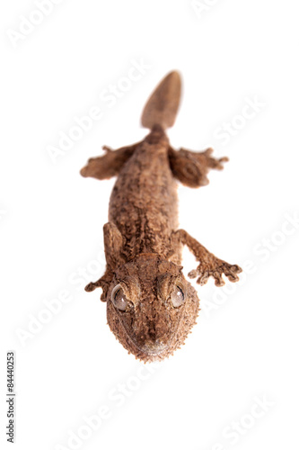 Fototapeta Naklejka Na Ścianę i Meble -  Leaf-toed gecko, unknow uroplatus, on white