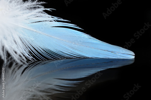 budgierigar feather #84441250