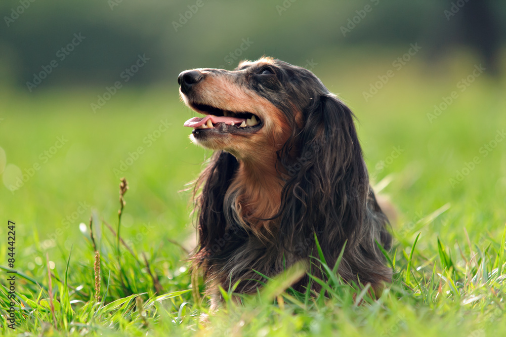 a miniature long haired dachshund a miniature long haired dachshund