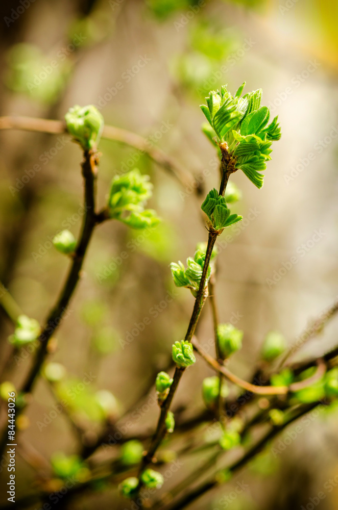 Bloom young buds. Russian nature Bloom young buds. Russian nature