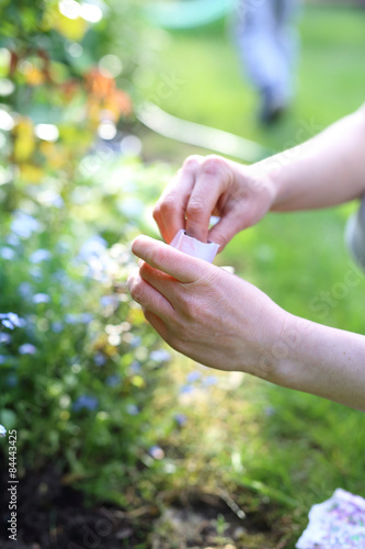 Dłonie ogrodnika siejącego nasiona roślin na grządce w ogrodzie © Robert Przybysz