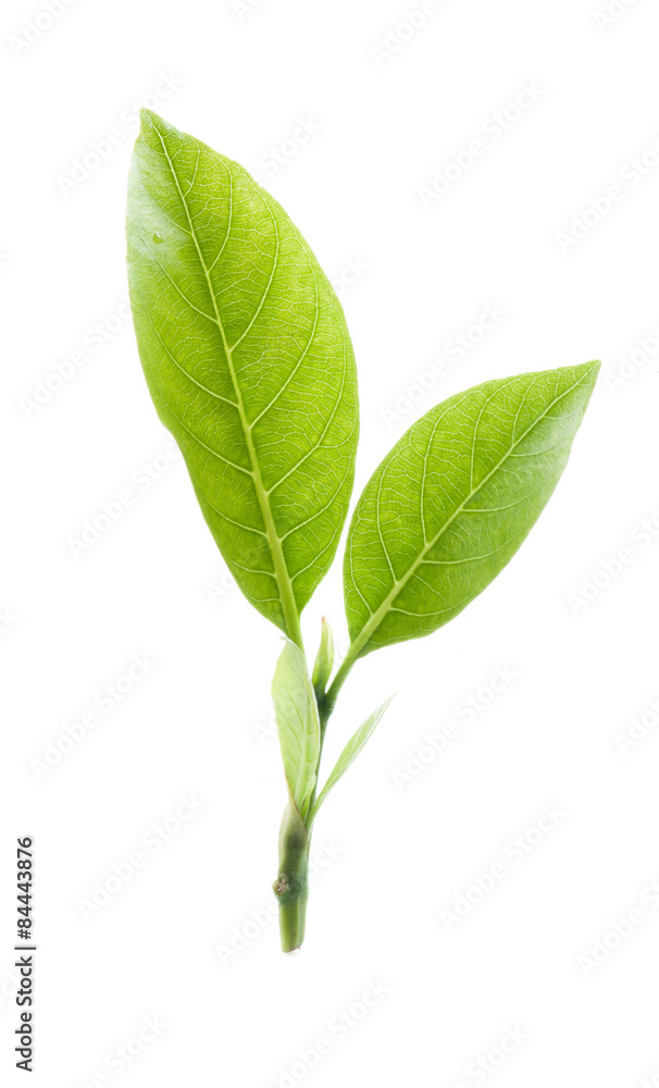 Obraz premium Green tea leaf isolated on white background.