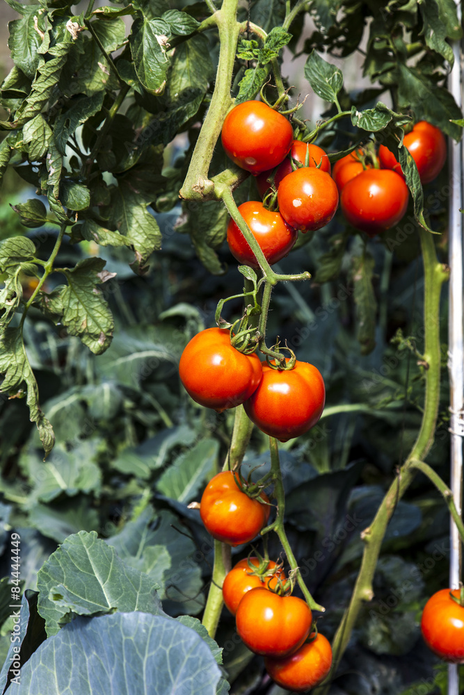 Ripe tomatoes Ripe tomatoes