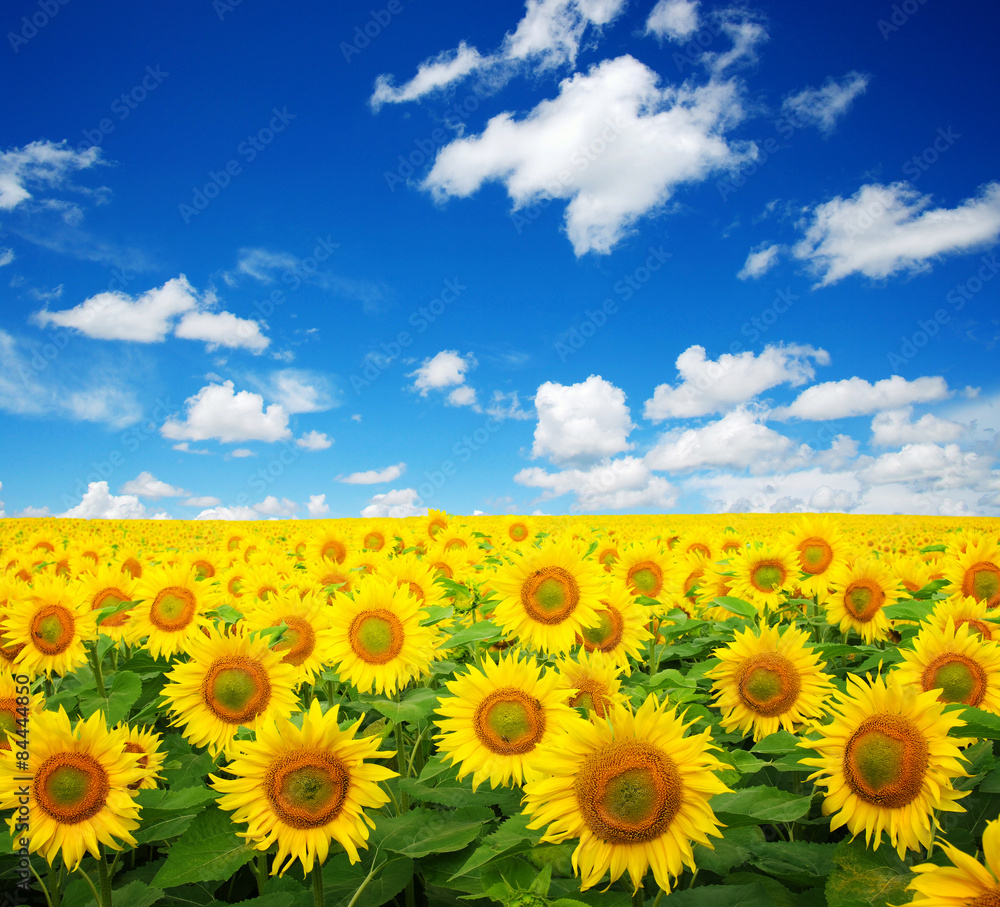 Obraz premium sunflowers field