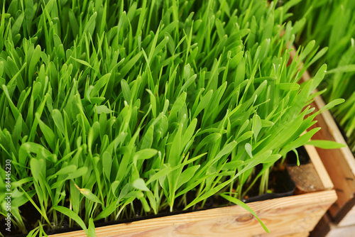 barley grass