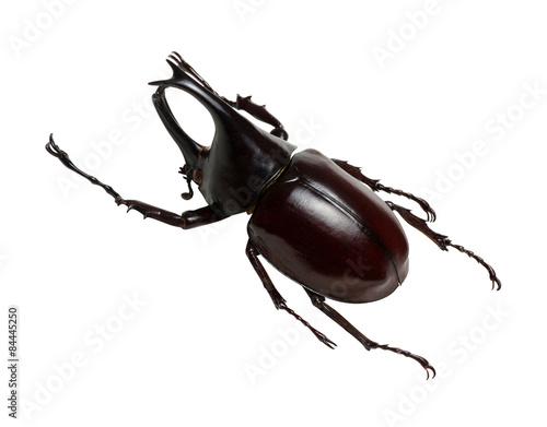 Rhinoceros beetle