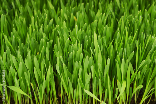 barley grass