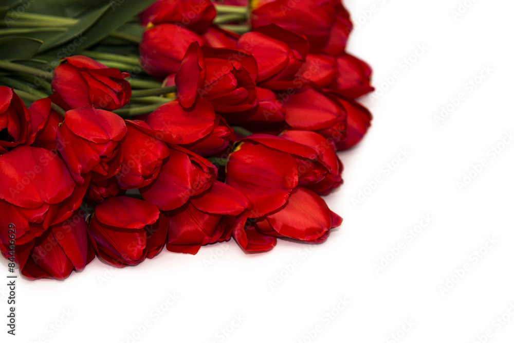 Red Tulip isolated on white Red Tulip isolated on white