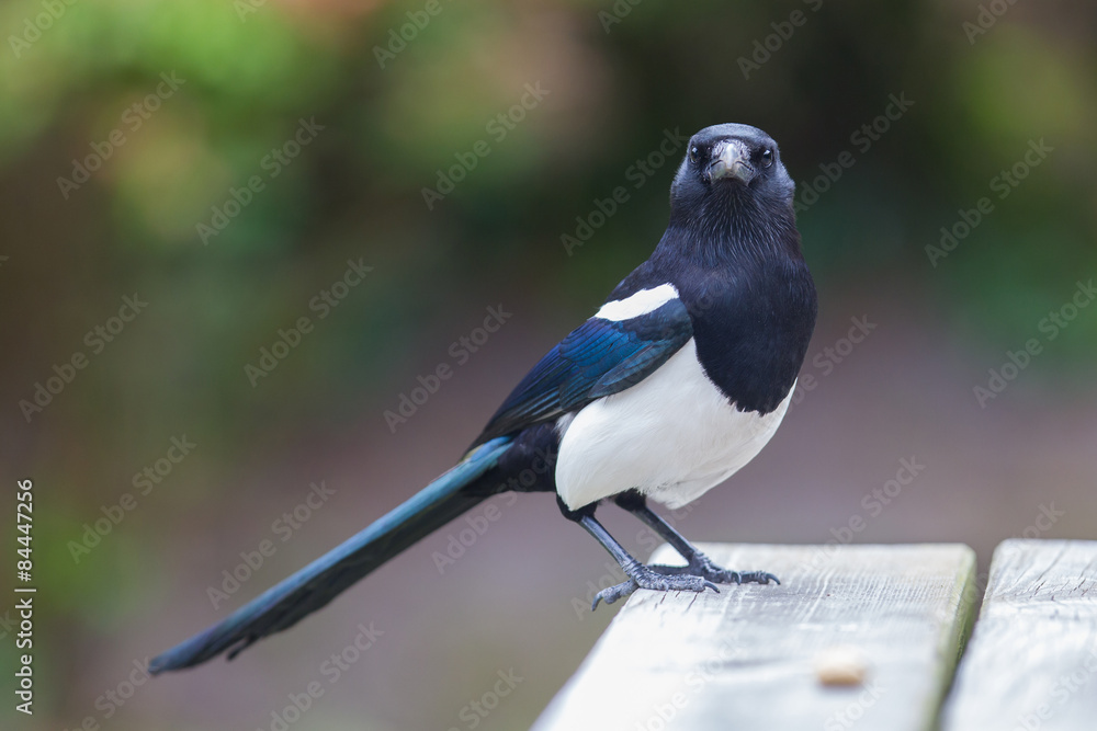Fototapeta premium European Magpie (pica pica)