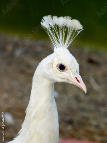 Head of white peacock.