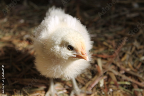 Curious Young Chicken