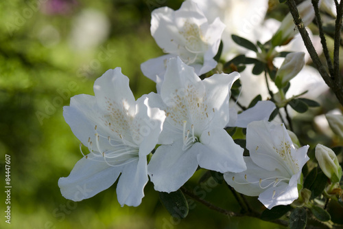  azalea white flower