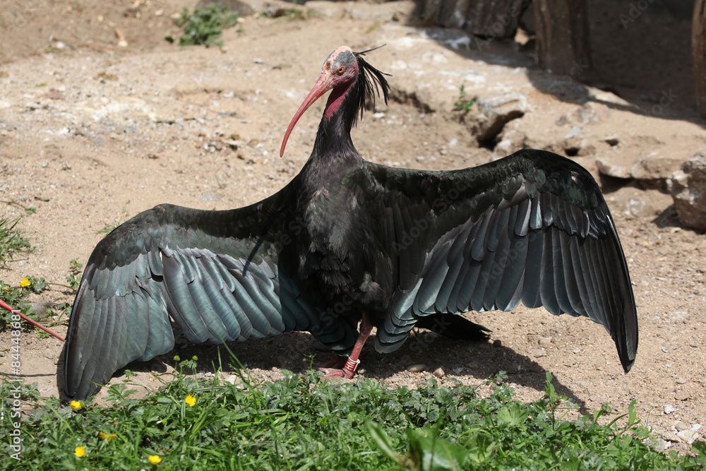 Obraz premium Northern bald ibis (Geronticus eremita)