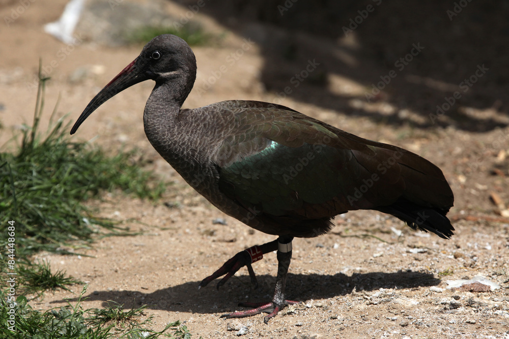 Obraz premium Hadada ibis (Bostrychia hagedash)