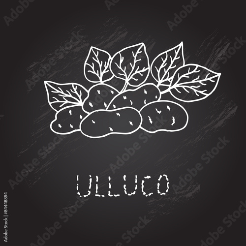 hand drawn ulluco photo