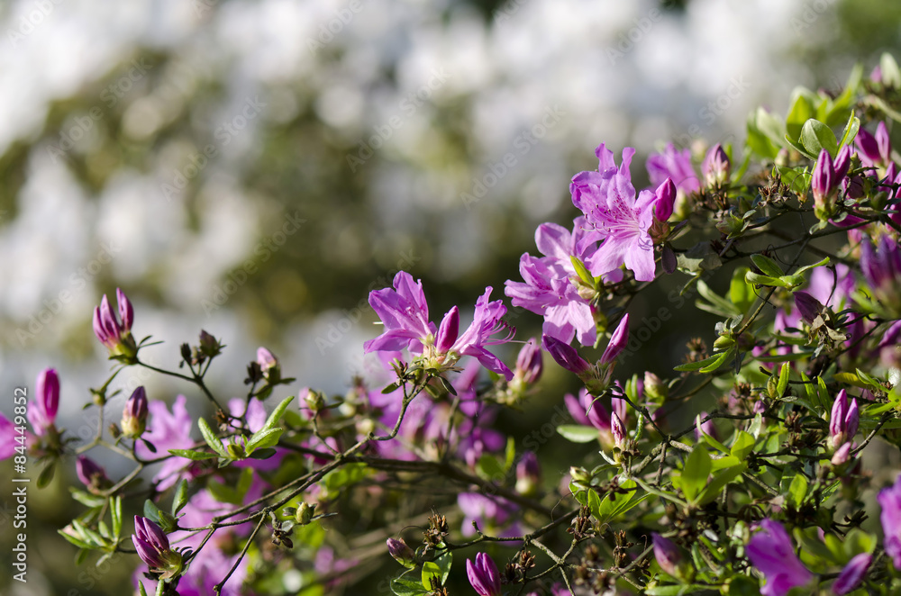 azalea purple flower azalea purple flower